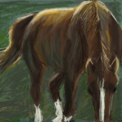 This is an iPad sketch of my horse Tiggy that I recently completed.