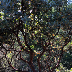 Hermit Thrushes: Manzanita Trail (El Corte de Madera, June 2020) by Nick Virzi