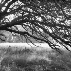 Robert Buelteman - Jasper Ridge