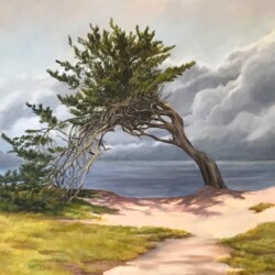 I was moved by the this little tree that seems to be rolling into itself to defend against the elements, against the harsh environment. For me it showed strength along with vulnerability.